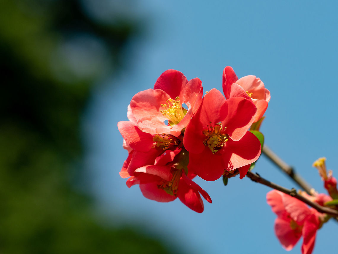 chaenomeles japonica Chaenomeles branch in blossom. Chaenomeles japonica Bulgaria,Chaenomeles japonica,background,beautiful,beauty,bloom,blooming,blossom,blossoming,branch,bush,chaenomeles,closeup,color,flora,floral,flower,garden,green,japanese