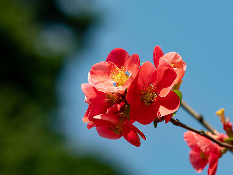 chaenomeles japonica Chaenomeles branch in blossom. Chaenomeles japonica Bulgaria,Chaenomeles japonica,background,beautiful,beauty,bloom,blooming,blossom,blossoming,branch,bush,chaenomeles,closeup,color,flora,floral,flower,garden,green,japanese
