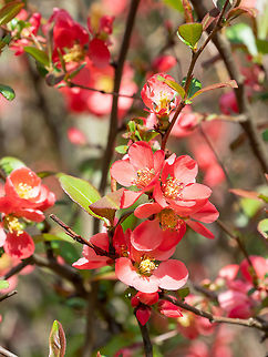 Chaenomeles japonica Chaenomeles branch in blossom. Chaenomeles japonica Bulgaria,Chaenomeles japonica,Geotagged,Japanese Quince,background,beautiful,beauty,bloom,blooming,blossom,blossoming,branch,bush,chaenomeles,closeup,color,flora,floral,flower,garden