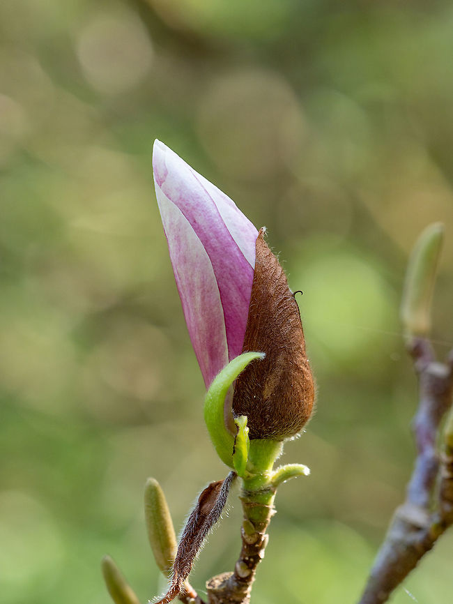 Magnolia flower blossoming on sunny day. Magnolia bloom, blossom, flowering on tree. Bulgaria,Magnolia liliiflora,Magnolia virginiana,Mulan magnolia,Sweetbay magnolia,beautiful,beauty,bloom,blossom,blossoming,botany,branch,concept,day,ecology,environment,floral,flower,flowering,foliage