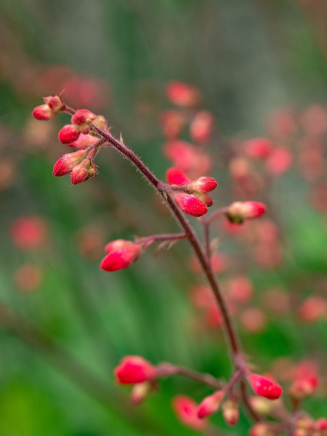 Coral bells (Heuchera) flower blooming in spring garden Soft focus floral image of coral bells (Heuchera) in garden. Macro with extremely shallow dof. Bulgaria,Geotagged,Heuchera elegans,Heuchera micrantha,abstract,alum,alumroot,background,beauty,bell-shaped,bells,blooming,blossoms,bokeh,buds,close-up,closeup,coral,coral bells,dainty