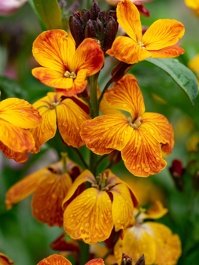 Matthiola incana flowers close-up selective focus shallow DOF Soft focus floral image of Matthiola incana flowers in garden. Bulgaria,Geotagged,Matthiola incana,beautiful,beauty,blooming,blossom,bright,color,decoration,decorative,floral,flower,fresh,garden,incana,macro,matthiola,natural,nature