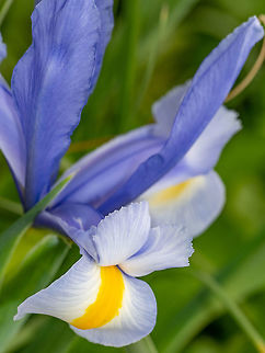 The iris flower close-up outdoors, purple iris flower on green b Close-up abstract image of purple iris flower. Spring macro outdoor Botanical,Bud,Bulgaria,Douglas iris,Dwarf crested iris,Geotagged,German Iris,Iris cristata,Iris douglasiana,Iris foetidissima,Iris germanica,Iris missouriensis,Rocky Mountain iris,background,beautiful,beauty,bloom,blue,bouquet,bright