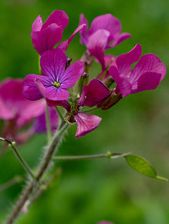 Matthiola incana flowers close-up selective focus shallow DOF Soft focus floral image of Matthiola incana flowers in garden. Bulgaria,Geotagged,Matthiola incana,beautiful,beauty,blooming,blossom,bright,color,decoration,decorative,floral,flower,fresh,garden,incana,macro,matthiola,natural,nature
