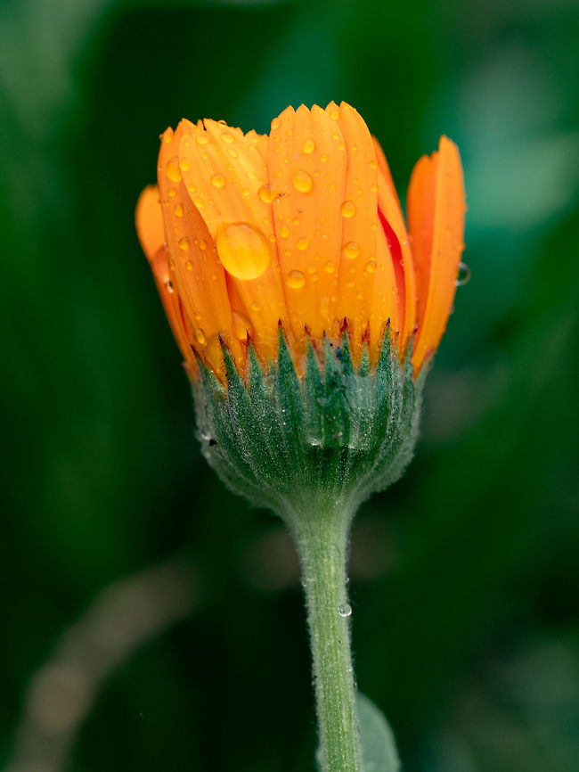 Bright orange calendula marigold flower blooming in the spring s Flower with leaves Calendula (Calendula officinalis, pot, garden or English marigold) on blurred green background. Bulgaria,Calendula arvensis,Field marigold,background,beautiful,bloom,blossom,blurred,bright,calendula,close,closeup,color,colorful,daisy,english,fall,field,flower,focus