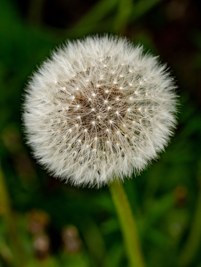 Closed Bud of a dandelion. Dandelion white flowers in green gras Dandelion Seed Head, on blurry background, macro close-up.  Bulgaria,Common dandelion,Taraxacum officinale,background,beautiful,blossom,bright,color,dandelion,day,daylight,environment,field,flora,floral,flower,fluffy,foliage,fragility,garden