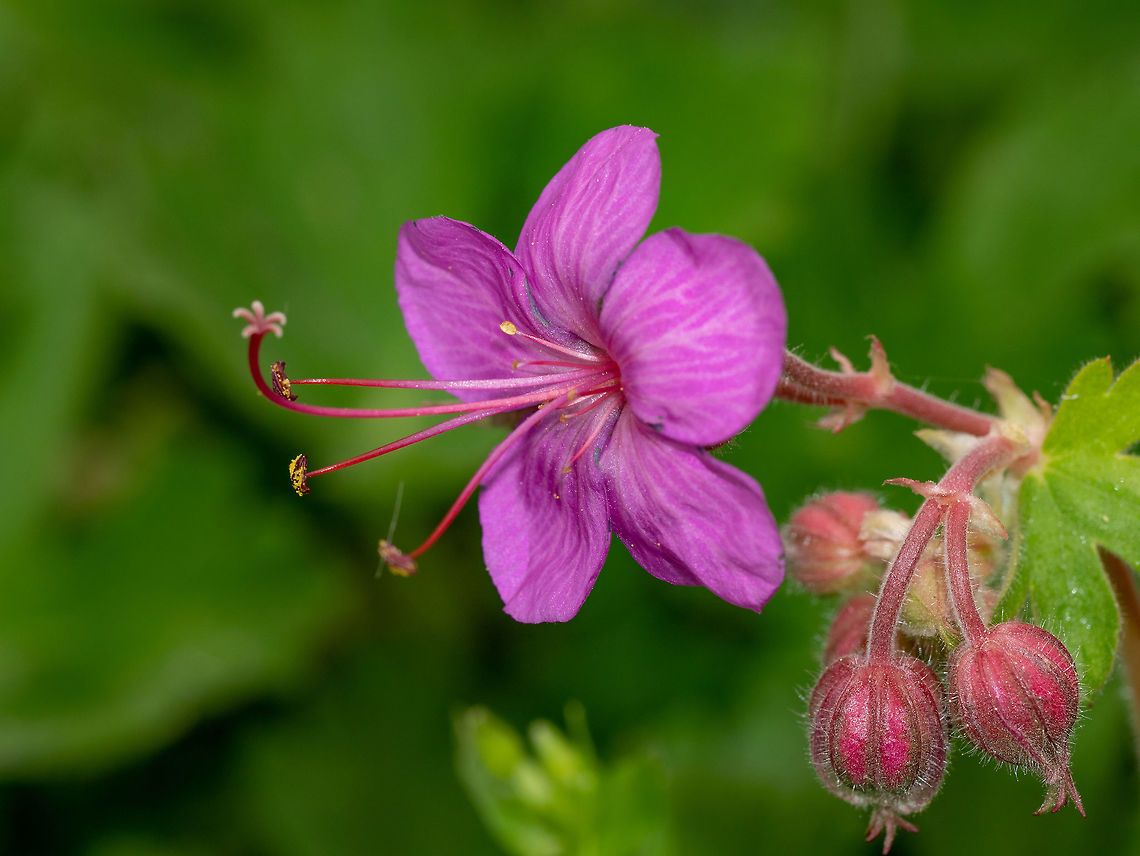 Geranium in the home garden, selective focus A macro shot of Geranium flower on the green background. Bulgaria,Cut-leaved Crane's-bill,Dusky crane's-bill,Eumedonia eumedon,Geotagged,Geranium carolinianum,Geranium dissectum,Geranium lucidum,Geranium macrorrhizum,Geranium maculatum,Geranium molle,Geranium phaeum,Geranium pratense,Meadow Cranesbill,Shining cranesbill,Spotted Geranium,background,beautiful,beauty,bloom