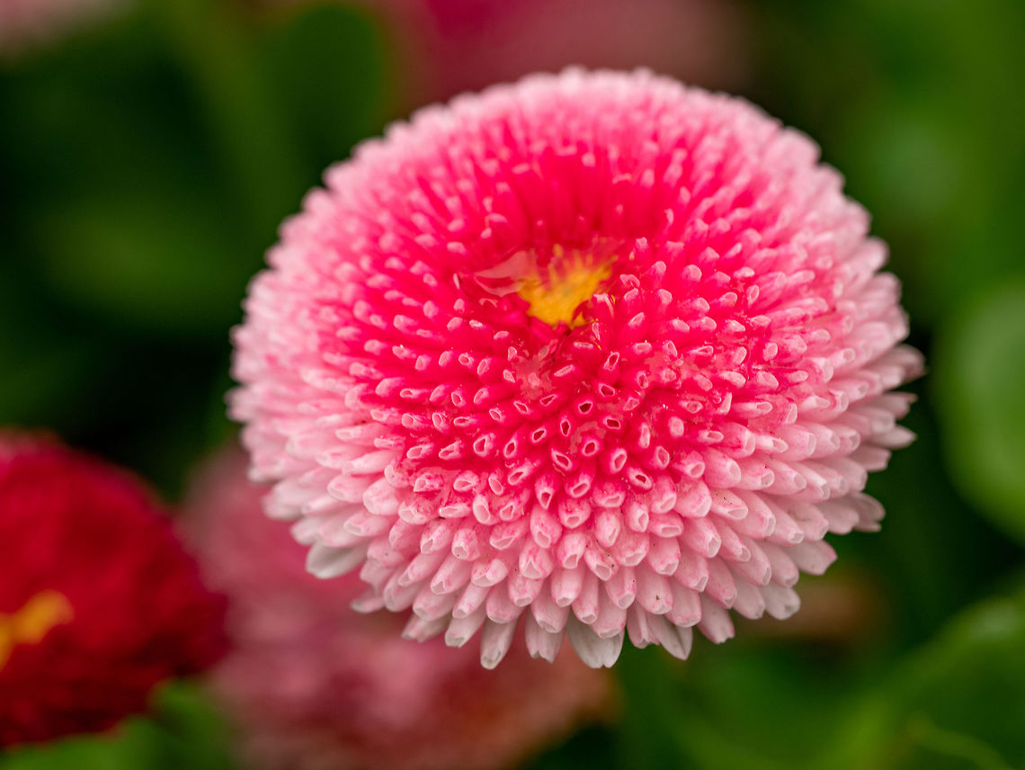 Pink English daisies - Bellis perennis - in spring park. Detaile English daisy or bellis perennis plant with colorful pink and white flowers macro closeup. Shallow depth of field, selective focus Bellis perennis,Bulgaria,beauty,bellasima,bellis,close,color,daisy,english,flower,natural,nature,outdoors,park,perennis,pink,red,rose,scene,spring
