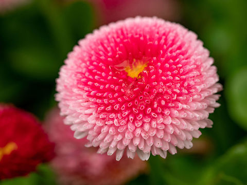 Pink English daisies - Bellis perennis - in spring park. Detaile English daisy or bellis perennis plant with colorful pink and white flowers macro closeup. Shallow depth of field, selective focus Bellis perennis,Bulgaria,beauty,bellasima,bellis,close,color,daisy,english,flower,natural,nature,outdoors,park,perennis,pink,red,rose,scene,spring