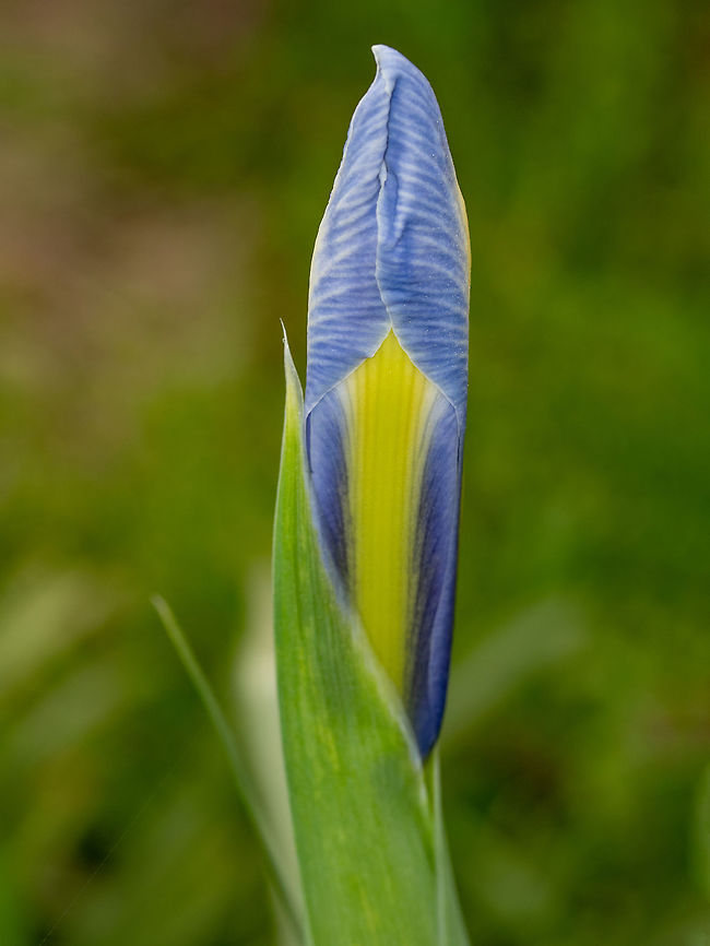 The Douglas Iris flower close-up outdoors, purple iris flower on Close-up abstract image of purple iris flower(Iris douglasiana). Spring macro outdoor Botanical,Bud,Bulgaria,Douglas iris,Iris douglasiana,background,beautiful,beauty,bloom,blue,bouquet,bright,close,closeup,color,day,delicate,douglas,elegant,flora