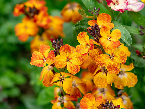 Matthiola incana flowers close-up selective focus shallow DOF Soft focus floral image of Matthiola incana flowers in garden. Bulgaria,Geotagged,Hoary stock,Matthiola incana,beautiful,beauty,blooming,blossom,bright,colour,decoration,decorative,floral,flower,fresh,garden,incana,macro,matthiola,natural