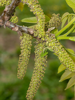 Close-up walnut inflorescence before blooming and young leaves o Beautiful flowering walnut tree in early spring. Selective focus. Bulgaria,Juglans regia,Persian walnut,agriculture,april,bloom,blooming,blossom,botany,branch,bud,bush,catkin,concepts,earring,flora,focus,fresh,fruit,garden