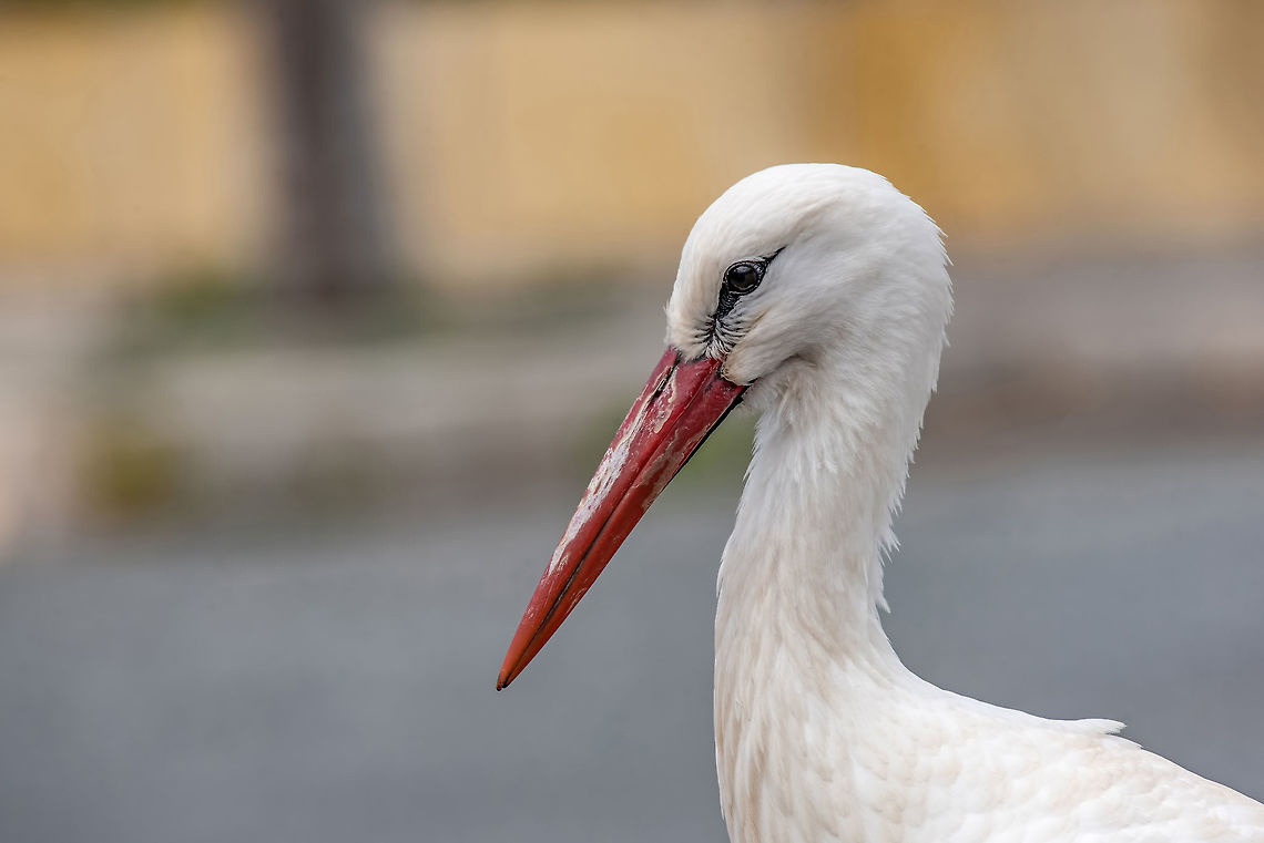 Portrait of a white stork. (Ciconia ciconia) in nature. Animal portrait of white stork (Ciconia ciconia) bird outdoors in nature. Ciconia ciconia,Cyprus,White Stork,africa,animal,asia,baby,beak,bill-clattering,bird,birth,black,carnivore,children,ciconia,city,close-up,color,egg,europe