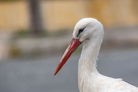Portrait of a white stork. (Ciconia ciconia) in nature. Animal portrait of white stork (Ciconia ciconia) bird outdoors in nature. Ciconia ciconia,Cyprus,White Stork,africa,animal,asia,baby,beak,bill-clattering,bird,birth,black,carnivore,children,ciconia,city,close-up,color,egg,europe