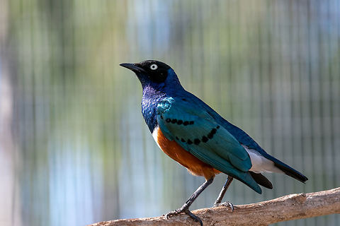 Close up of Superb Starling (Lamprotornis superbus) The Superb Starling (Lamprotornis superbus) is a member of the starling family of birds. It was formerly known as Spreo superbus Cyprus,Geotagged,Lamprotornis superbus,Superb Starling,africa,african,animal,background,beak,beautiful,beauty,bird,black,blue,branch,bright,claw,close-up,color,colorful