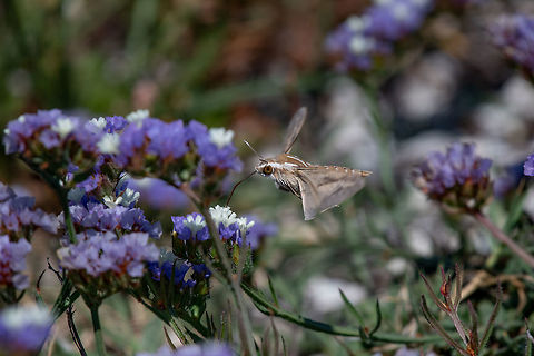Hummingbird hawk-moth Macroglossum stellatarum Hummingbird Hawk Moth (Macroglossum stellatarum) sucking nectar from wildflower.  Cyprus,Hummingbird hawk-moth,Macroglossum stellatarum,animal,antenna,background,beautiful,beauty,bloom,blossom,butterfly,closeup,color,day,detail,eating,england,fast,feeding,flight