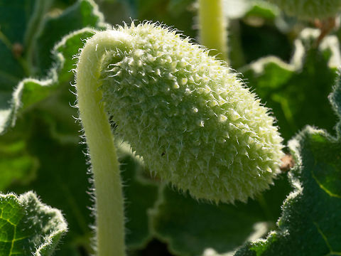 The Squirting cucumber Fresh Squirting cucumber or exploding cucumber on location Cyprus,Ecballium elaterium,Geotagged,Squirting cucumber,botany,classic,close-up,color,colorful,contour,contrast,cucumber,curve,decoration,decorative,detail,elegance,exploding,flora,floral