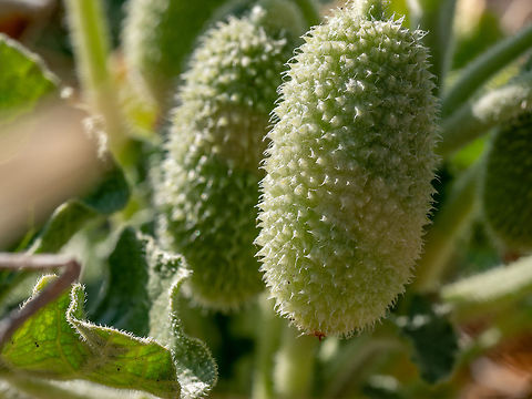 Squirting cucumber The squirting cucumber has been used as a medicinal plant for over 2,000 years, though it has a very violent effect upon the body and has little use in modern herbalism Ecballium elaterium,Geotagged,Squirting cucumber,botany,classic,close-up,color,colorful,contour,contrast,cucumber,curve,decoration,decorative,detail,elegance,exploding,flora,floral,flower