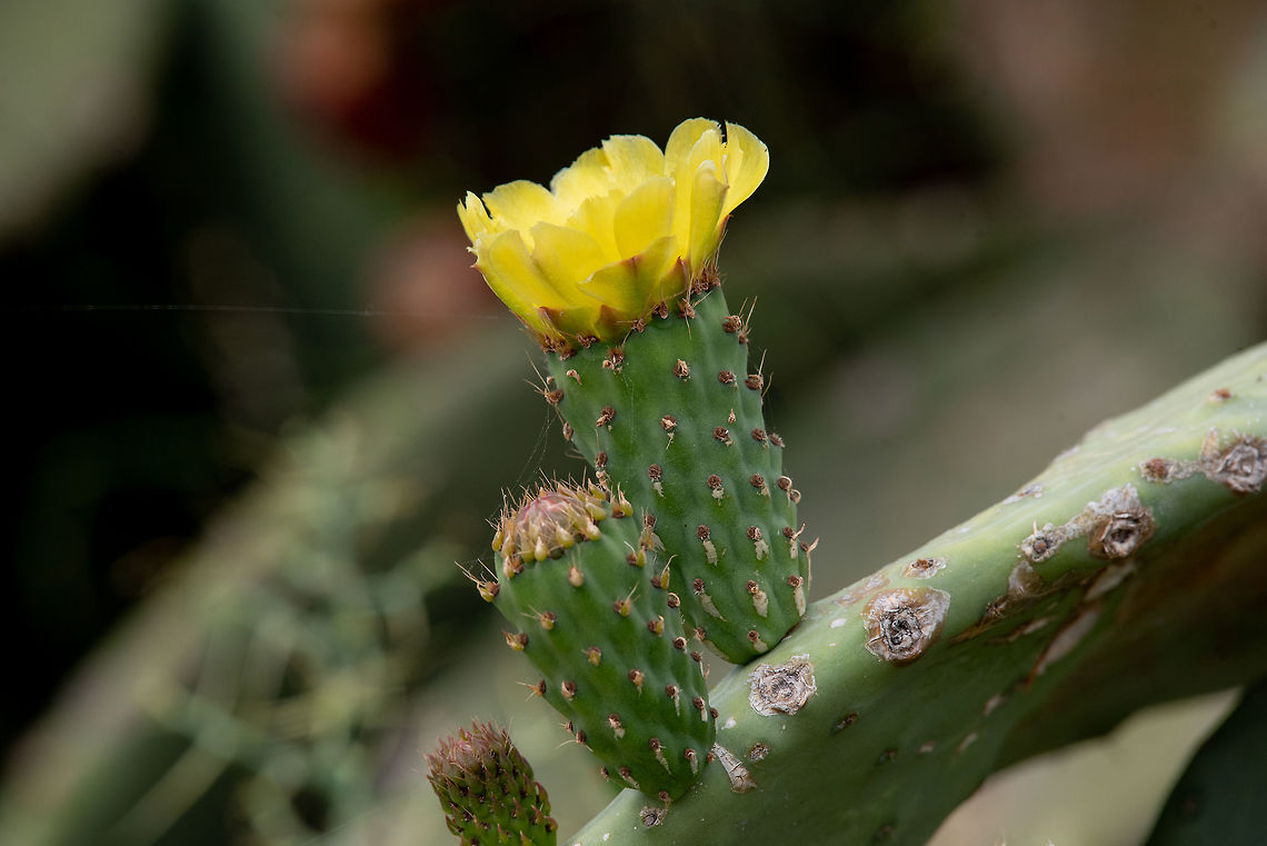 'Opuntia ficus-indica'' Closeup of yellow flower of Opuntia ficus-indica cactus Argentine Pricklypear,Cyprus,Geotagged,Opuntia ficus-indica