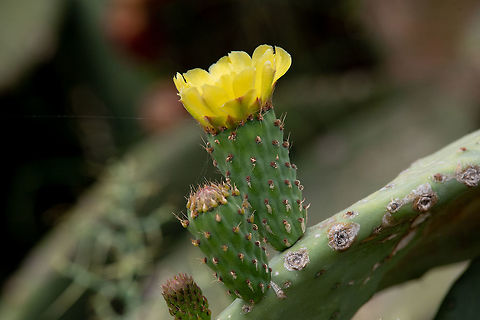 'Opuntia ficus-indica'' Closeup of yellow flower of Opuntia ficus-indica cactus Argentine Pricklypear,Cyprus,Geotagged,Opuntia ficus-indica