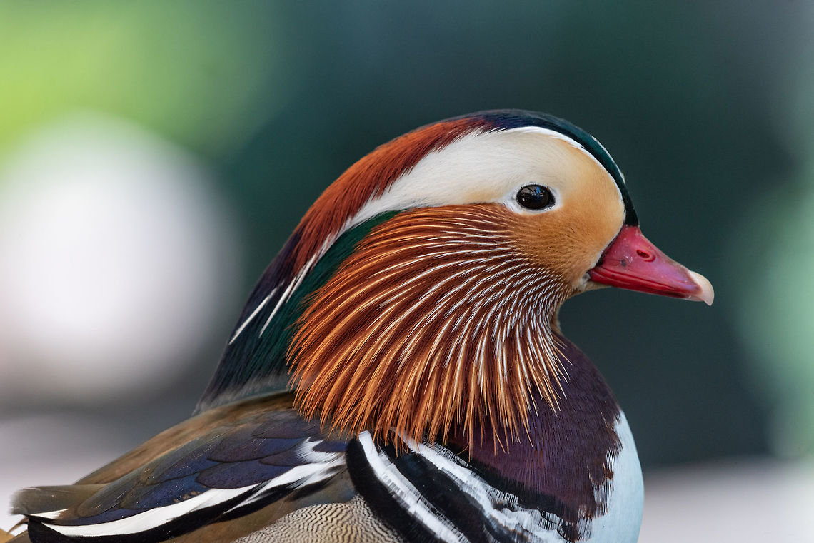 Portrait of Duck. Close up male mandarin duck (Aix galericulata) Mandarin duck, belongs to the numerous Anatid family and is one of the most famous ducks in existence. Aix galericulata,Bulgaria,Mandarin duck,animal,aves,beak,bird,blue,brown,closeup,color,colorful,colour,colourful,duck,feather,green,lake,male,mandarin