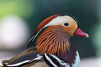 Portrait of Duck. Close up male mandarin duck (Aix galericulata) Mandarin duck, belongs to the numerous Anatid family and is one of the most famous ducks in existence. Aix galericulata,Bulgaria,Mandarin duck,animal,aves,beak,bird,blue,brown,closeup,color,colorful,colour,colourful,duck,feather,green,lake,male,mandarin