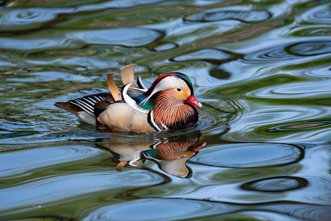 Portrait of Duck. Close up male mandarin duck (Aix galericulata) Close up male mandarin duck (Aix galericulata) on the water  Aix galericulata,Bulgaria,Mandarin duck,animal,aves,beak,bird,blue,brown,closeup,color,colorful,colour,colourful,duck,feather,green,lake,male,mandarin