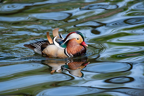 Portrait of Duck. Close up male mandarin duck (Aix galericulata) Close up male mandarin duck (Aix galericulata) on the water  Aix galericulata,Bulgaria,Mandarin duck,animal,aves,beak,bird,blue,brown,closeup,color,colorful,colour,colourful,duck,feather,green,lake,male,mandarin