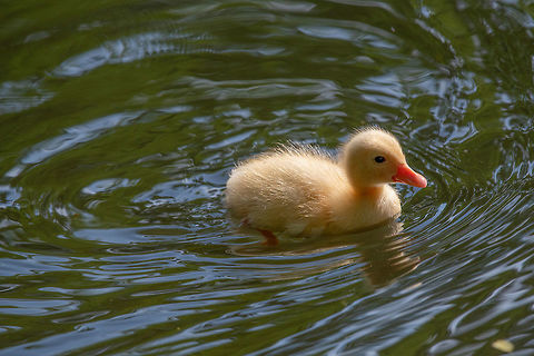Mallard duck chick in a pond with a reflection. Birds and animal Close up of a newborn Mallard Duck chick (Anas platyrhynchos) Anas platyrhynchos,Bulgaria,Geotagged,Mallard,anas,animal,autumn,beak,bird,blue,breeding,brown,close,colorful,cute,duck,eye,fall,feathers,female