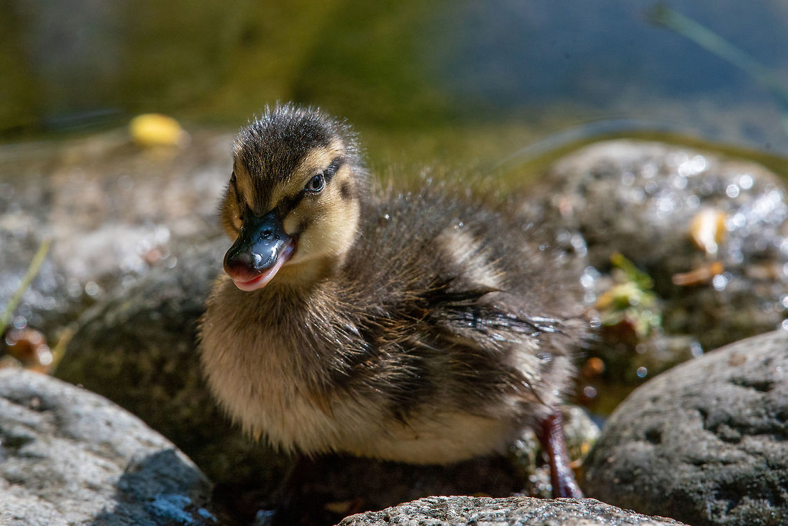 Mallard duck chick (Anas platyrhynchos) standing on pebbles Close up of a newborn Mallard Duck chick (Anas platyrhynchos) Anas platyrhynchos,Bulgaria,Geotagged,Mallard,anas,animal,autumn,beak,bird,blue,breeding,brown,close,colorful,cute,duck,eye,fall,feathers,female