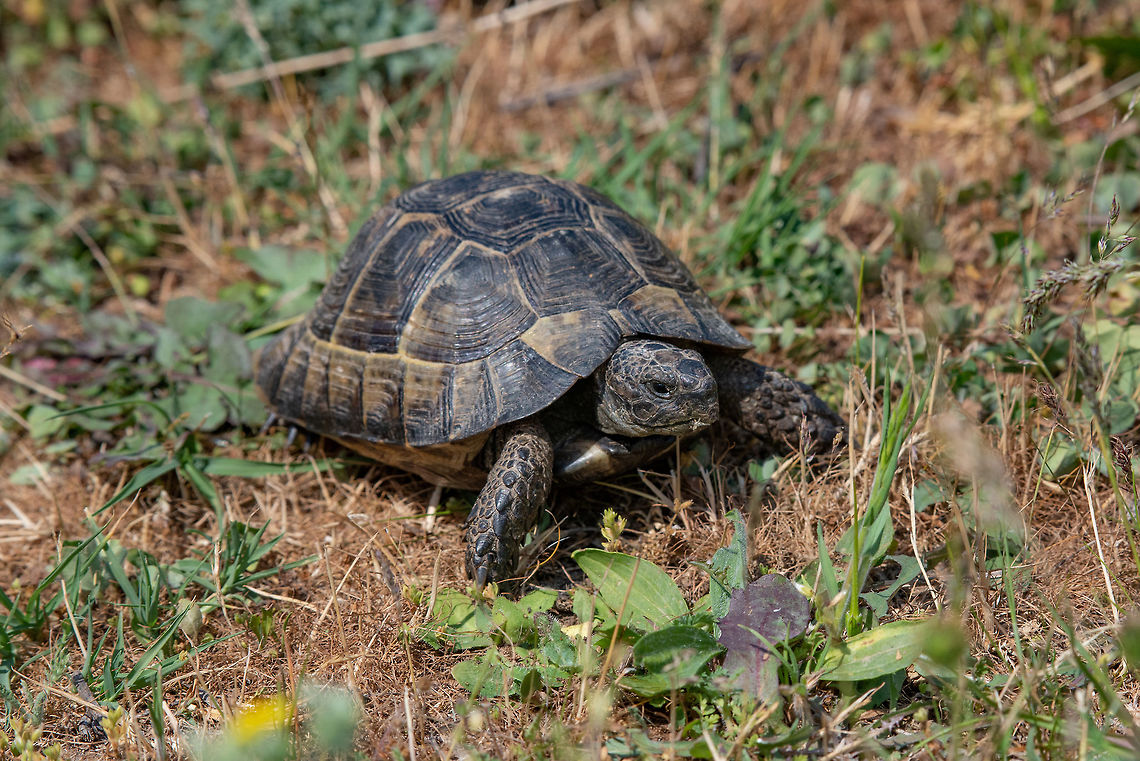Close-up of Greek tortoise in nature Testudo Graeca is one of five tortoise species traditionally placed in the genus Testudo Bulgaria,Greek tortoise,Spur-thighed tortoise,Testudo graeca,animal,background,biology,carapace,endangered,environment,european,fauna,graeca,grass,greek,green,habitat,head,herbivore