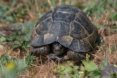 Close-up of Greek tortoise in nature Testudo Graeca is one of five tortoise species traditionally placed in the genus Testudo Bulgaria,Greek tortoise,Spur-thighed tortoise,Testudo graeca,animal,background,biology,carapace,endangered,environment,european,fauna,graeca,grass,greek,green,habitat,head,herbivore