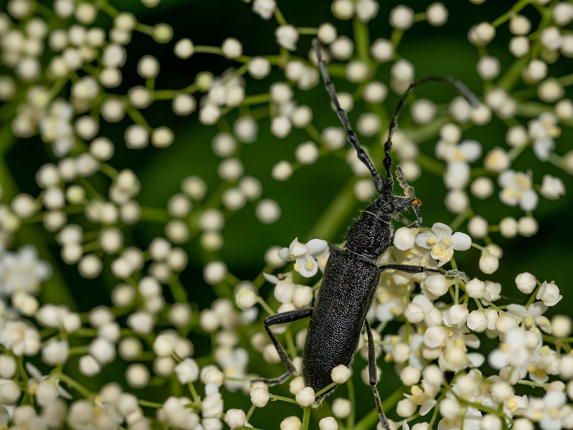 Musk Beetle (Aromia moschata) sitting on Elderflower tree Macro photo of big Musk Beetle (Aromia moschata)  bug Elderflower tree bloom Aromia moschata,Bulgaria,Geotagged,Musk beetle,active,animals,antenna,antennae,aromia,background,close,coleopteran,crawlers,detail,entomology,europe,european,exterior,garden,green