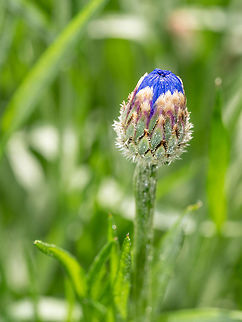 Flower macro shot of a Centaurea cyanus or Cornflower. Beautiful Cornflower (Centaurea cyanus), beautiful flowers of summertime Bachelors button,Bulgaria,Centaurea cyanus,background,beautiful,bloom,blossom,blue,bluebottle,botanical,bouquet,boutonniere,bud,centaurea,centaury,closeup,cornflower,cutout,cyani,decoration