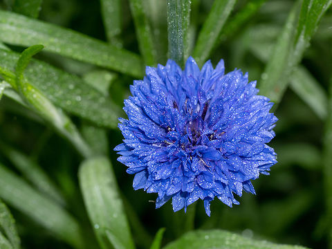 Flower macro shot of a Centaurea cyanus or Cornflower. Beautiful Cornflower (Centaurea cyanus), beautiful flowers of summertime Bachelors button,Bulgaria,Centaurea cyanus,background,beautiful,bloom,blossom,blue,bluebottle,botanical,bouquet,boutonniere,bud,centaurea,centaury,closeup,cornflower,cutout,cyani,decoration