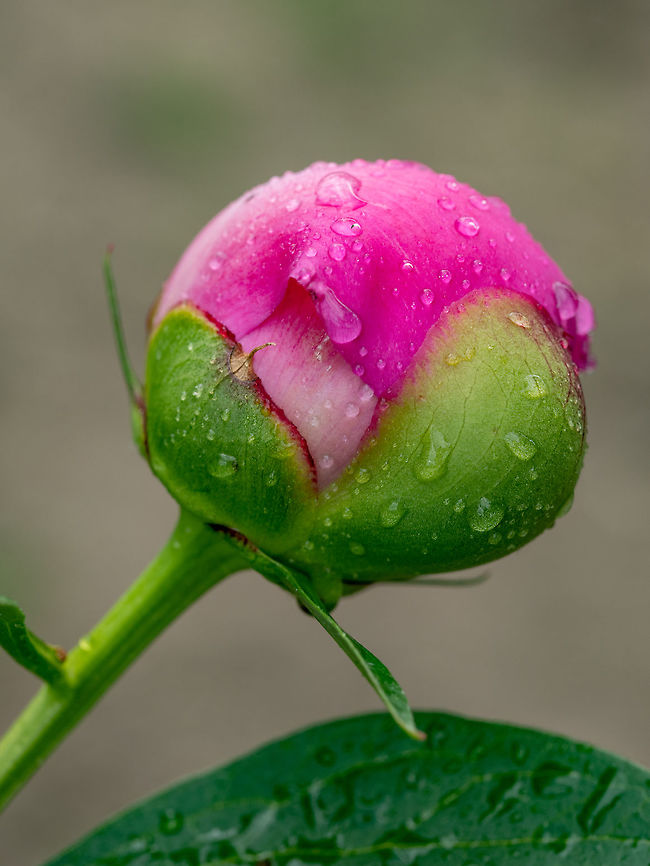 Peony bud (Paeonia tenuifolia) on green leaves background. Macro photo of Peony bud (Paeonia tenuifolia) after the rain Bulgaria,Geotagged,Paeonia tenuifolia,background,beautiful,bloom,blooming,blossom,botanical,botany,bright,bud,bush,closeup,color,floral,flower,foliage,fresh,garden