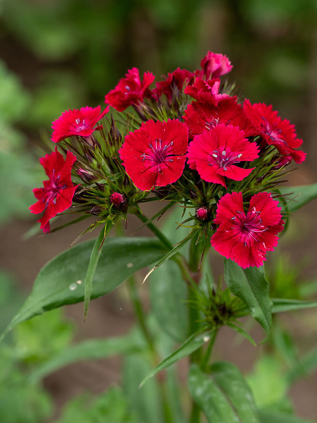 Close up view of Summer flowering Sweet William (Dianthus barbat Macro photo of Sweet William (Dianthus barbatus ).Selective focus Bulgaria,Dianthus barbatus,barbatus,beautiful,beauty,biennial,bloom,blooming,blossom,blossoming,botanic,botany,bunch,carnation,closeup,color,colorful,delicate,dianthus