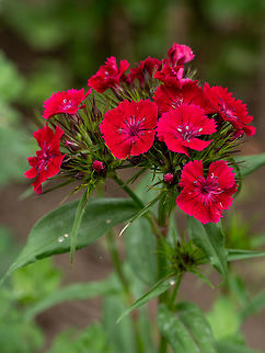Close up view of Summer flowering Sweet William (Dianthus barbat Macro photo of Sweet William (Dianthus barbatus ).Selective focus Bulgaria,Dianthus barbatus,barbatus,beautiful,beauty,biennial,bloom,blooming,blossom,blossoming,botanic,botany,bunch,carnation,closeup,color,colorful,delicate,dianthus