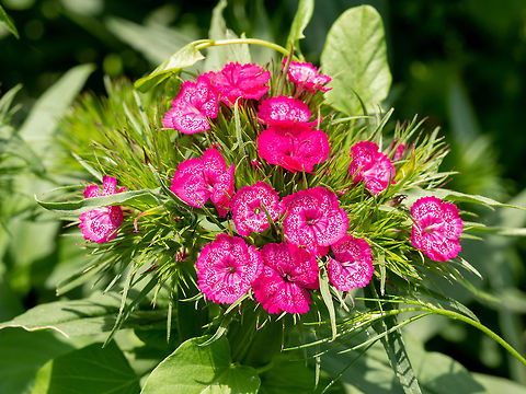 Close up view of Summer flowering Sweet William (Dianthus barbat Macro photo of Sweet William (Dianthus barbatus ).Selective focus Bulgaria,Dianthus barbatus,barbatus,beautiful,beauty,biennial,bloom,blooming,blossom,blossoming,botanic,botany,bunch,carnation,closeup,color,colorful,delicate,dianthus,flora