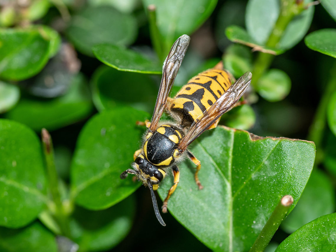 Vespula germanica- German Wasp on a leaf in nature.Macro photo Vespula germanica (European wasp, German wasp, or German yellowjacket) Macro photo Bulgaria,Geotagged,German wasp,Vespula germanica,allergic,animal,beautiful,black,bug,close,closeup,dangerous,eye,fly,germanica,green,head,health,insect,isolated