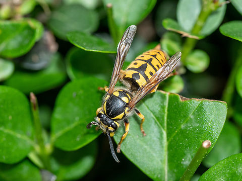 Vespula germanica- German Wasp on a leaf in nature.Macro photo Vespula germanica (European wasp, German wasp, or German yellowjacket) Macro photo Bulgaria,Geotagged,German wasp,Vespula germanica,allergic,animal,beautiful,black,bug,close,closeup,dangerous,eye,fly,germanica,green,head,health,insect,isolated