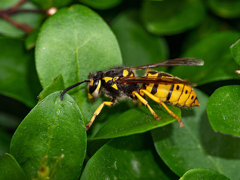Vespula germanica- German Wasp on a leaf in nature.Macro photo Vespula germanica (European wasp, German wasp, or German yellowjacket) Macro photo Bulgaria,German wasp,Vespula germanica,allergic,animal,beautiful,black,bug,close,closeup,dangerous,eye,fly,germanica,green,head,health,insect,isolated,macro