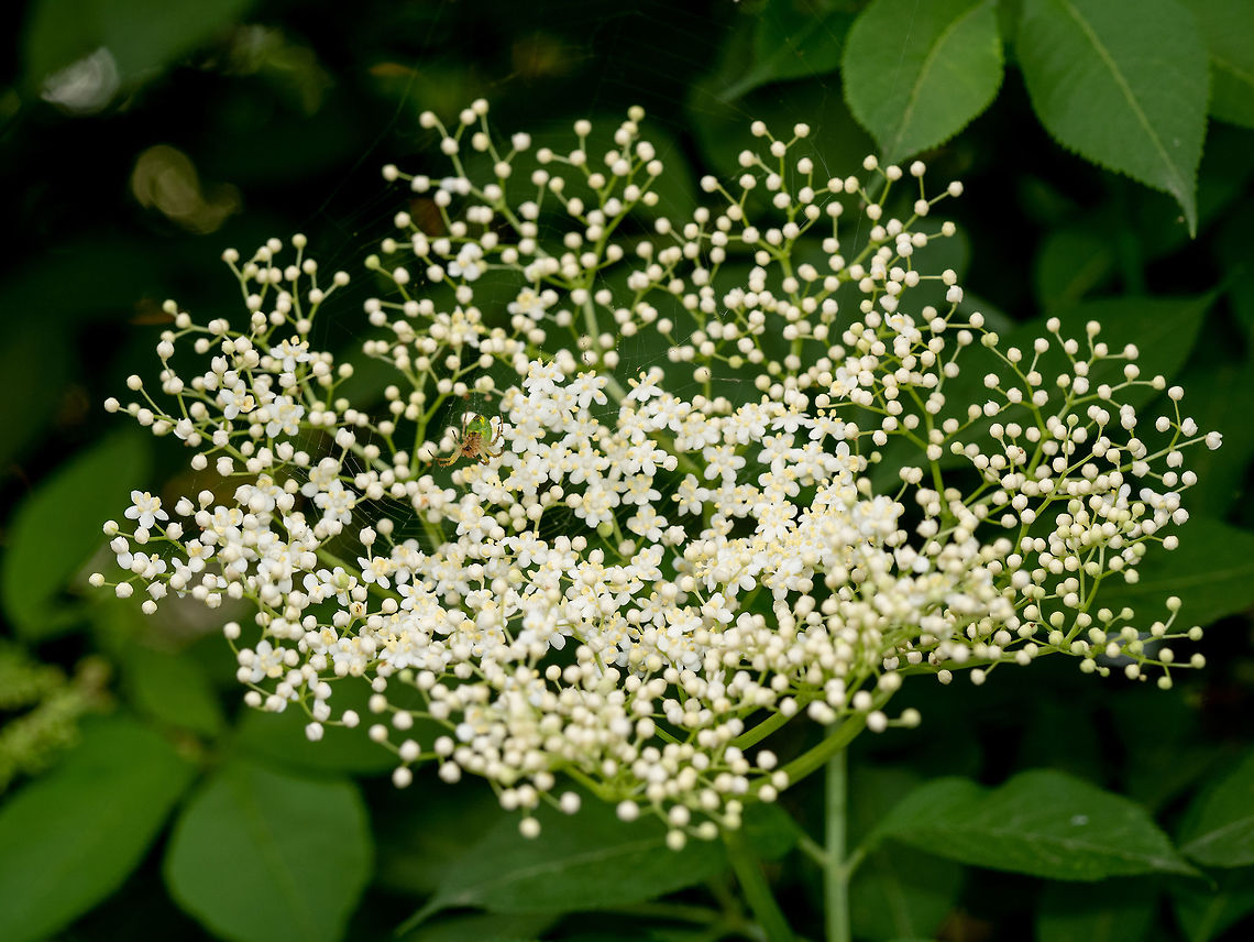 Elderflower or Sambucus in full bloom in spring. Elderflower, Eu Blooming danewort dwarf elderberry or elderwort, Sambucus ebulus, close-up, selective focus Bulgaria,European dwarf elder,Geotagged,Sambucus ebulus,alternative,background,beautiful,black,bloom,blossom,branch,bud,bush,closeup,common,elder,elderberry,elderflower,european,flora