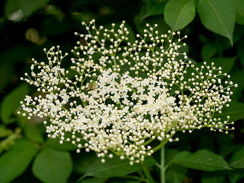 Elderflower or Sambucus in full bloom in spring. Elderflower, Eu Blooming danewort dwarf elderberry or elderwort, Sambucus ebulus, close-up, selective focus Bulgaria,European dwarf elder,Geotagged,Sambucus ebulus,alternative,background,beautiful,black,bloom,blossom,branch,bud,bush,closeup,common,elder,elderberry,elderflower,european,flora
