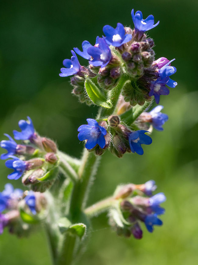 Field Gromwell (Buglossoides arvensis) on a green background **  Field Gromwell (Buglossoides arvensis) is a flowering plant of the family Boraginaceae. It is native to Europe and Asia, as far north as Korea, Japan and Russia Bulgaria,Field gromwell,Lithospermum arvense,Lithospermum purpurocaeruleum,arvensis,background,beautiful,bloom,blooming,blossom,boraginaceae,botanical,botany,bright,bud,buglossoides,bush,closeup,color,field