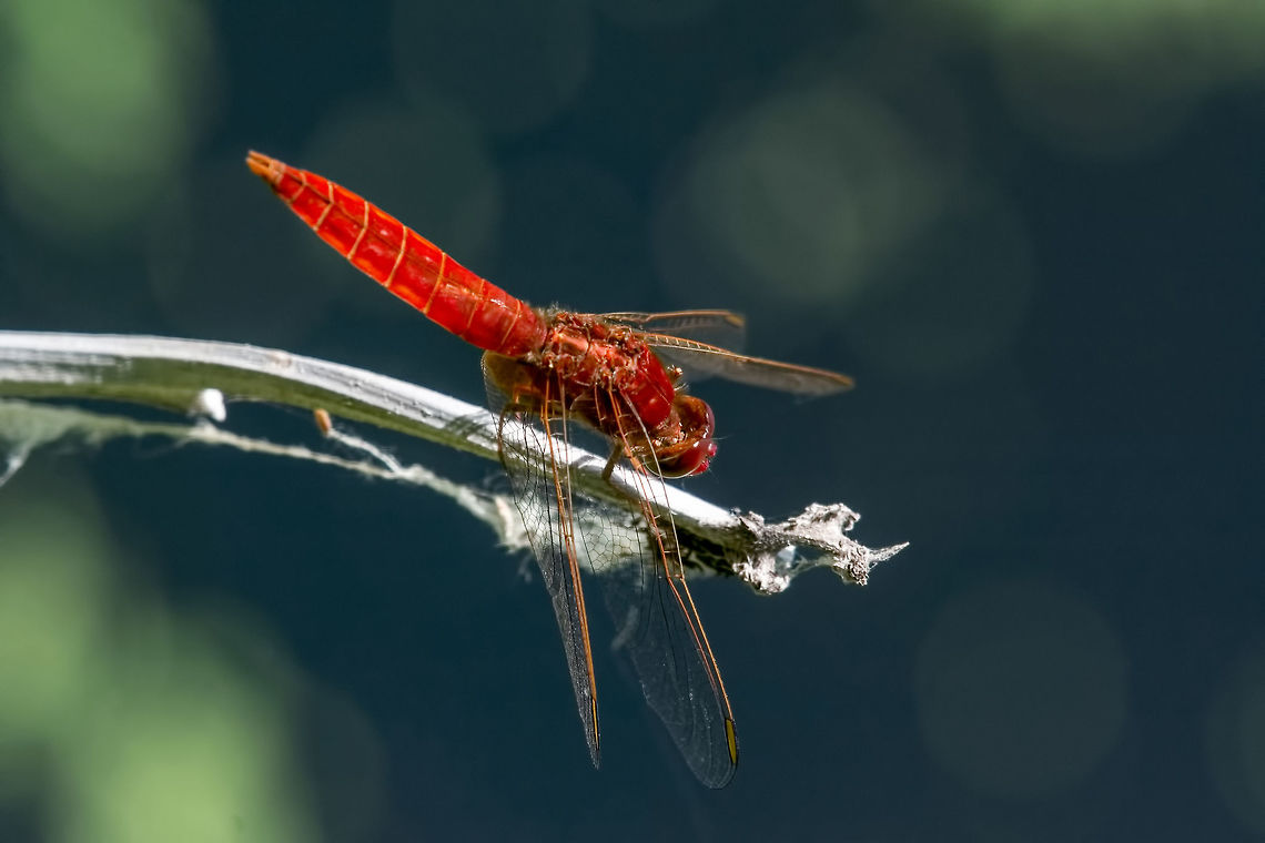 A Scarlet Dragonfly (Crocothemis erythraea) in profile A Scarlet Dragonfly (Crocothemis erythraea) on a perch ** Note: Shallow depth of field Bulgaria,Crocothemis erythraea,Geotagged,Scarlet Darter,algarve,animal,beautiful,beauty,bug,close,color,colorful,creature,crocothemis,darter,design,detail,dragonfly,erythraea,eye