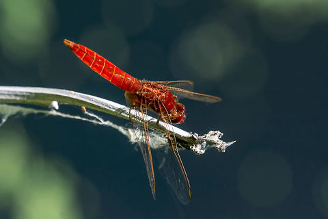 A Scarlet Dragonfly (Crocothemis erythraea) in profile A Scarlet Dragonfly (Crocothemis erythraea) on a perch ** Note: Shallow depth of field Bulgaria,Crocothemis erythraea,Geotagged,Scarlet Darter,algarve,animal,beautiful,beauty,bug,close,color,colorful,creature,crocothemis,darter,design,detail,dragonfly,erythraea,eye