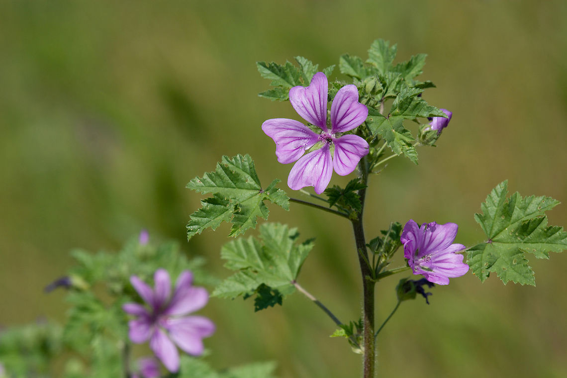 Mauve purple flower of Common Mallow (Malva sylvestris). Also it Macro photo of Malva sylvestris on a green background ** Note: Shallow depth of field Bulgaria,Geotagged,Malva sylvestris,background,beautiful,bloom,blooming,blossom,botanical,botany,bright,bud,bush,closeup,color,floral,flower,foliage,fresh,garden