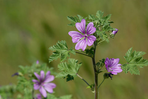 Mauve purple flower of Common Mallow (Malva sylvestris). Also it Macro photo of Malva sylvestris on a green background ** Note: Shallow depth of field Bulgaria,Geotagged,Malva sylvestris,background,beautiful,bloom,blooming,blossom,botanical,botany,bright,bud,bush,closeup,color,floral,flower,foliage,fresh,garden