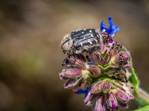 Close up of Tropinota hirta beetle crawling on Field Gromwell (B Macro photo of Tropinota hirta beetle. ** Note: Shallow depth of field Bulgaria,Tropinota hirta,animal,background,beautiful,beauty,beetle,black,brown,bug,close,close-up,closeup,color,front,green,insect,isolated,leaf,macro
